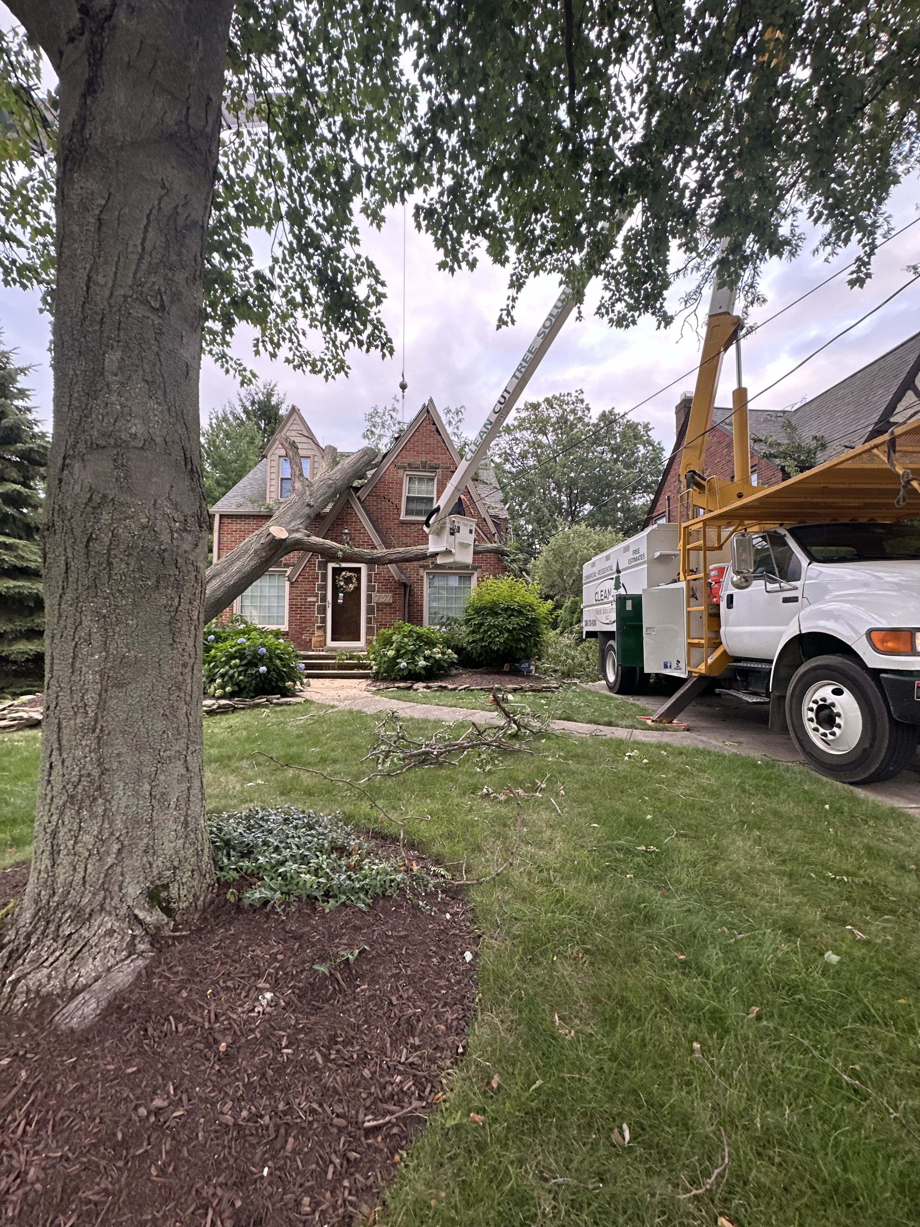 Mature trees and wooded property