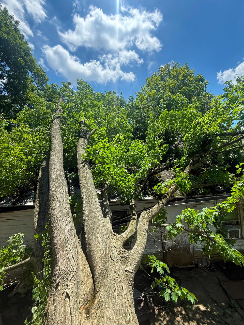 Clean Cut Tree Solutions equipment