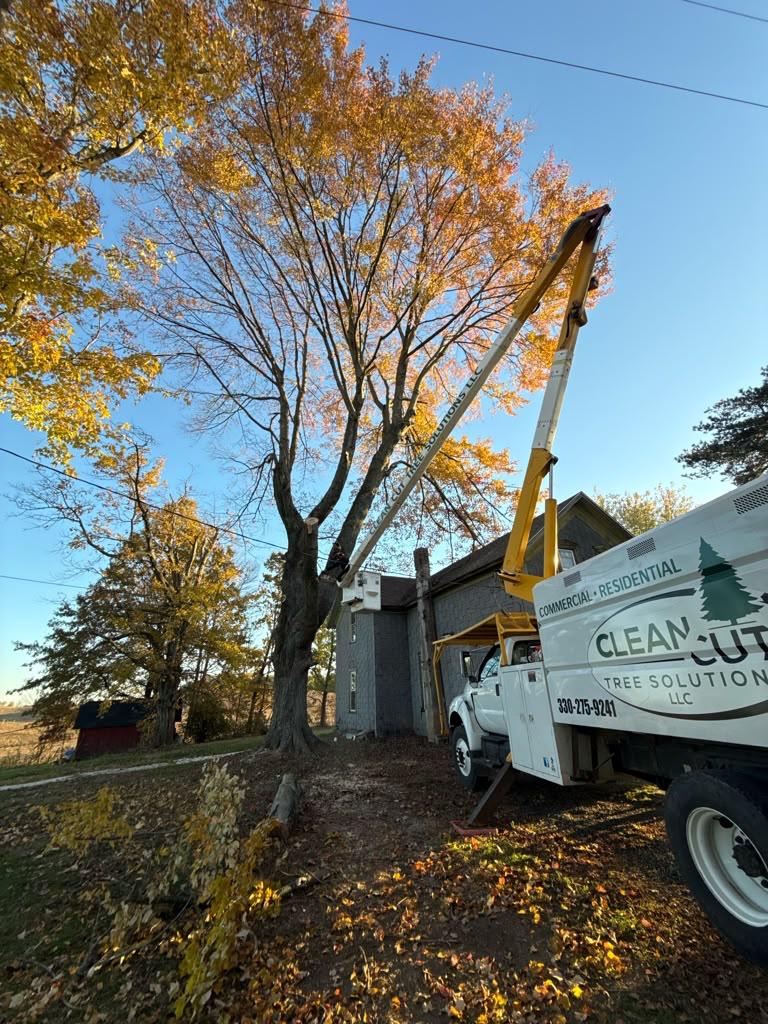 Clean Cut Tree Solutions crew providing professional tree service