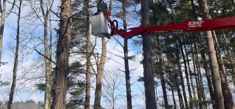 Atwood Lake Tree Trimming and Tree Removal. Lakefront Tree Maintenance