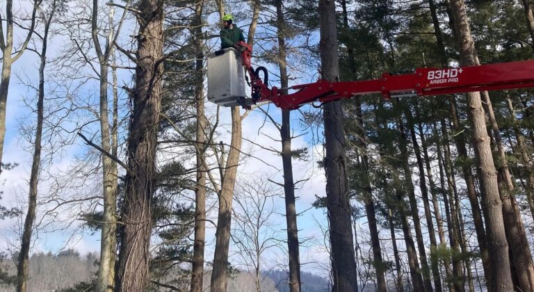 Atwood Lake Tree Trimming and Tree Removal. Lakefront Tree Maintenance