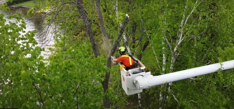 Lake House Tree Removal