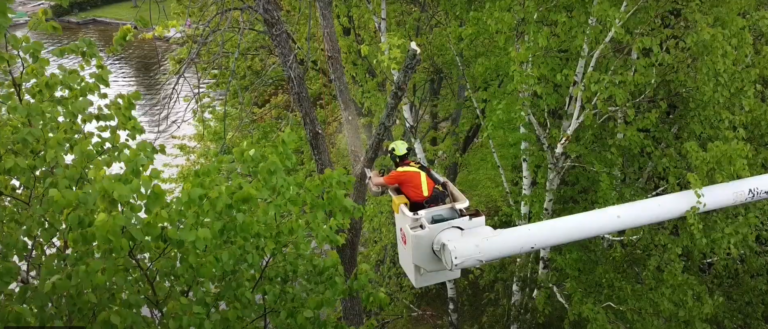 Lake House Tree Removal