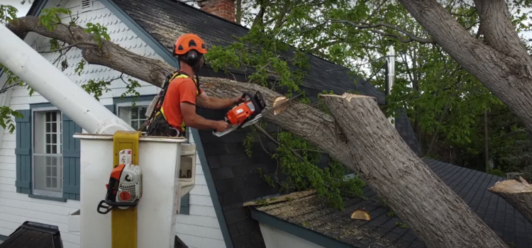 Tips for Preventing Storm Damaged Trees