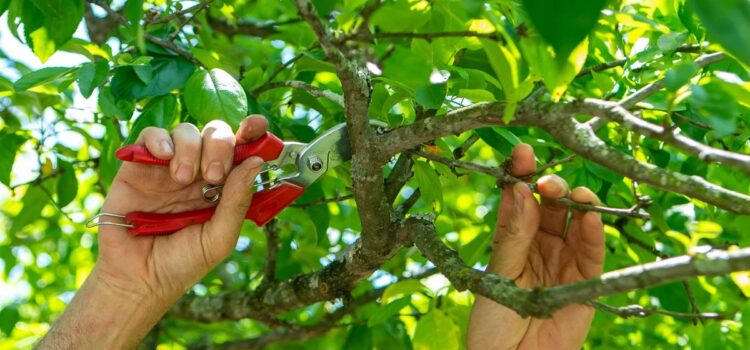 Tree Pruning Company in Akron