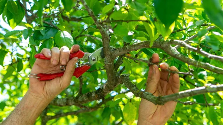 Tree Pruning Company in Akron