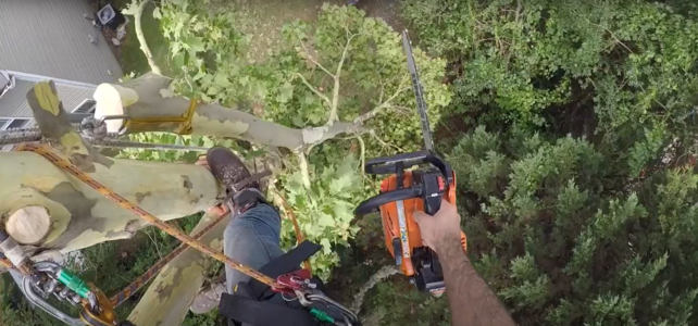 Lakewood Tree Removal in Tight Spaces