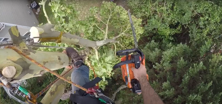 Lakewood Tree Removal in Tight Spaces