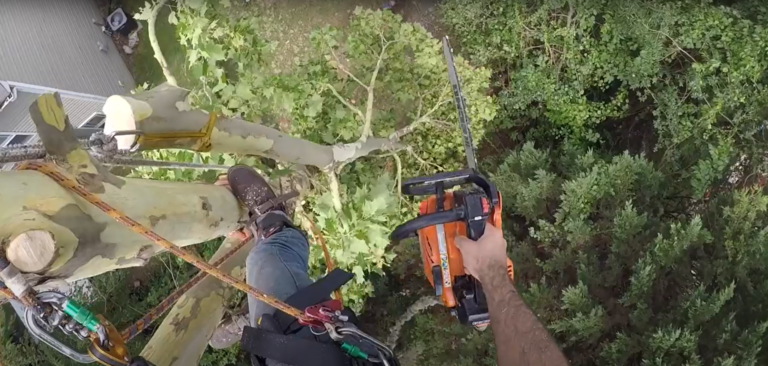 Lakewood Tree Removal in Tight Spaces