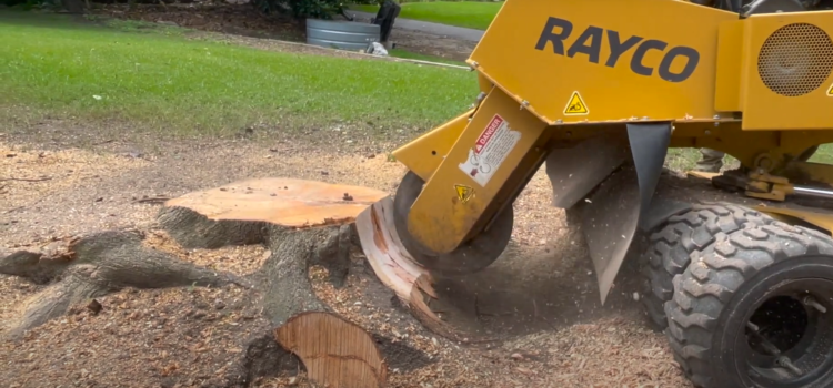 stump grinding or stump removal