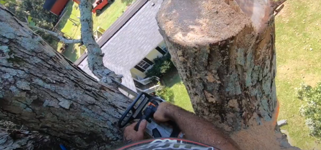 How Much Does Tree Removal Cost? Understanding the Factors That Affect Pricing Cleveland Tree Removal Cost
