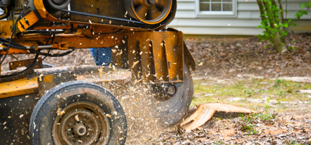 Stump grinding vs removal
