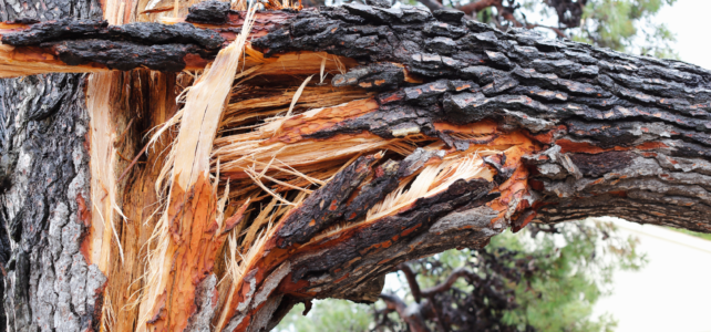 removing fallen trees