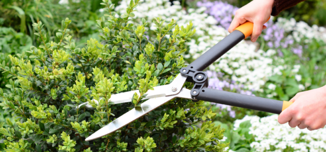 when to trim your trees
