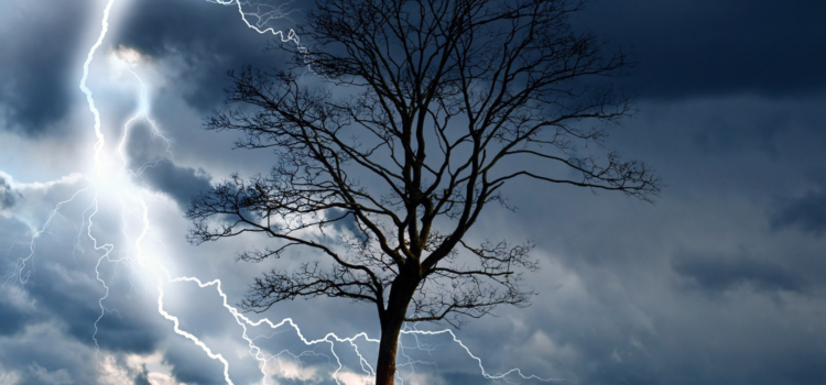 Emergency Tree Services