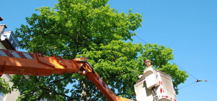 tree trimming