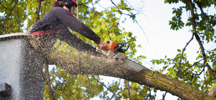 DIY Tree Removal