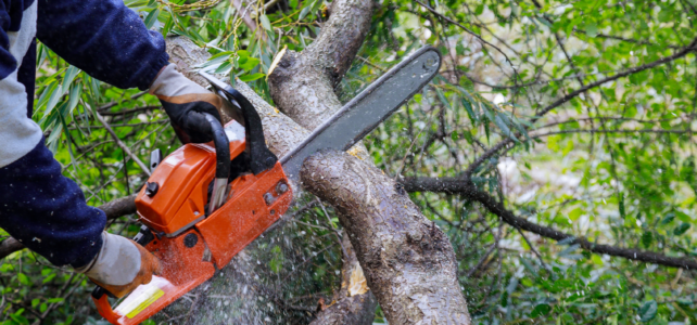 spring tree services