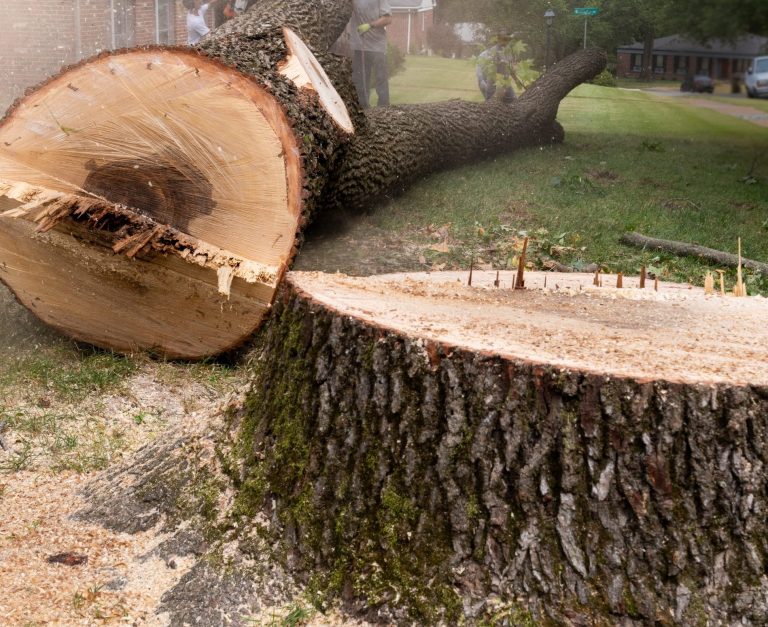 Cheapest Tree Service Company: Tree Removal