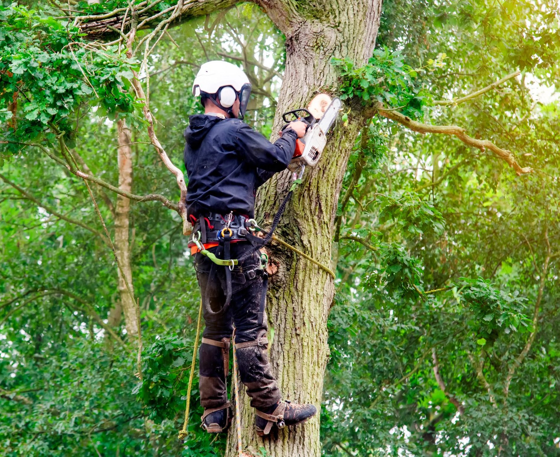 Tree Service Company for Tree Trimming